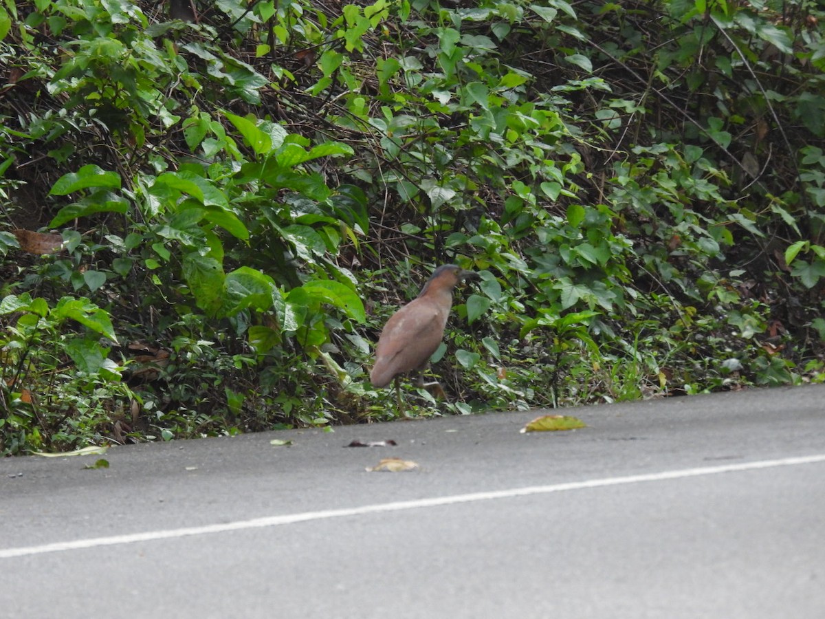 Malayan Night Heron - ML621930668