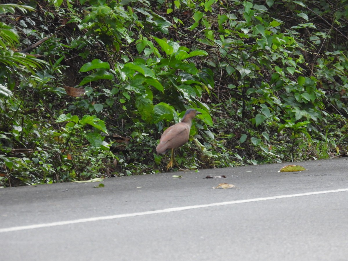 Malayan Night Heron - James Schofield