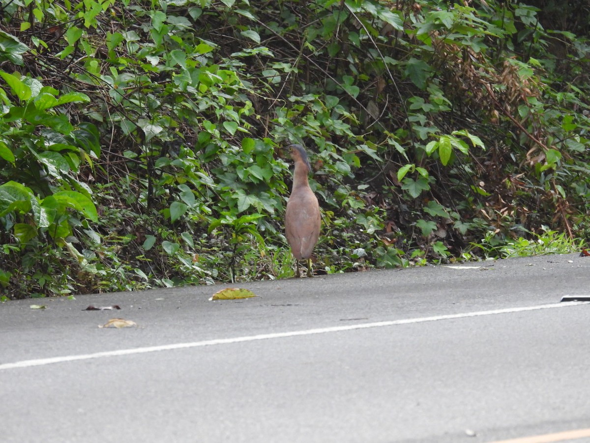 Malayan Night Heron - ML621930670