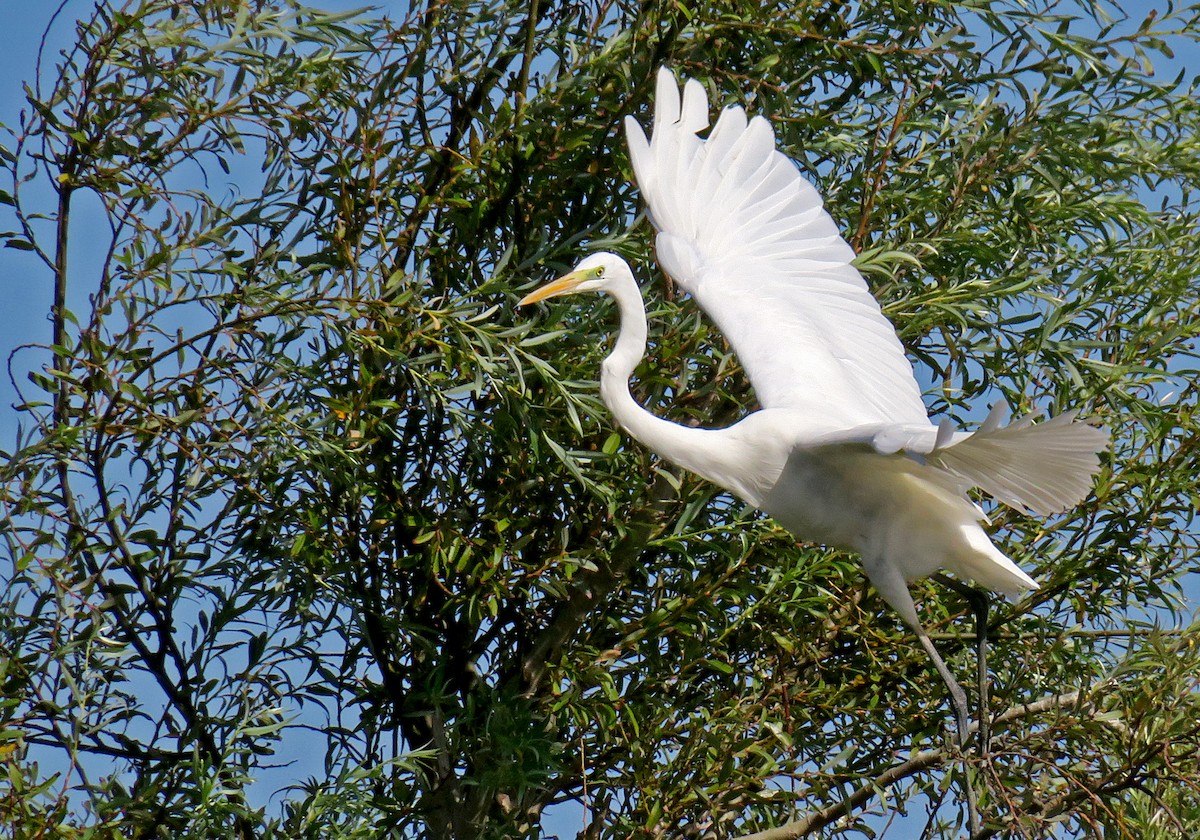 Great Egret - Juan Pérez