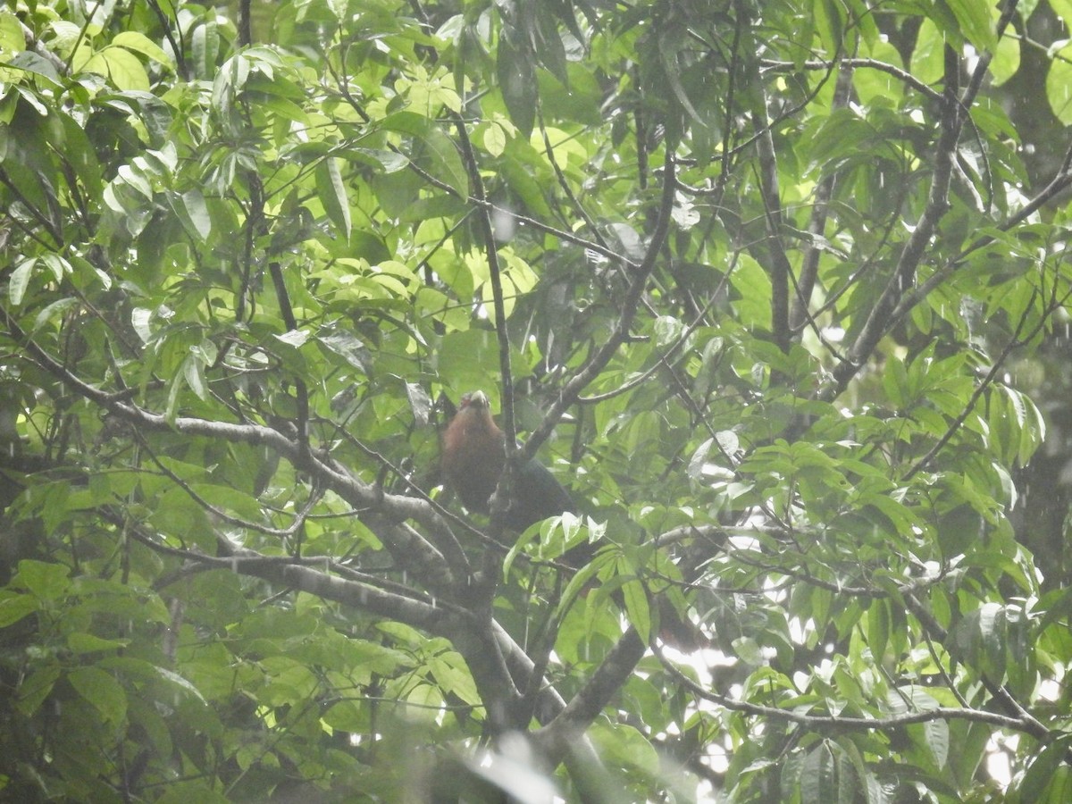 Chestnut-breasted Malkoha - ML621930693