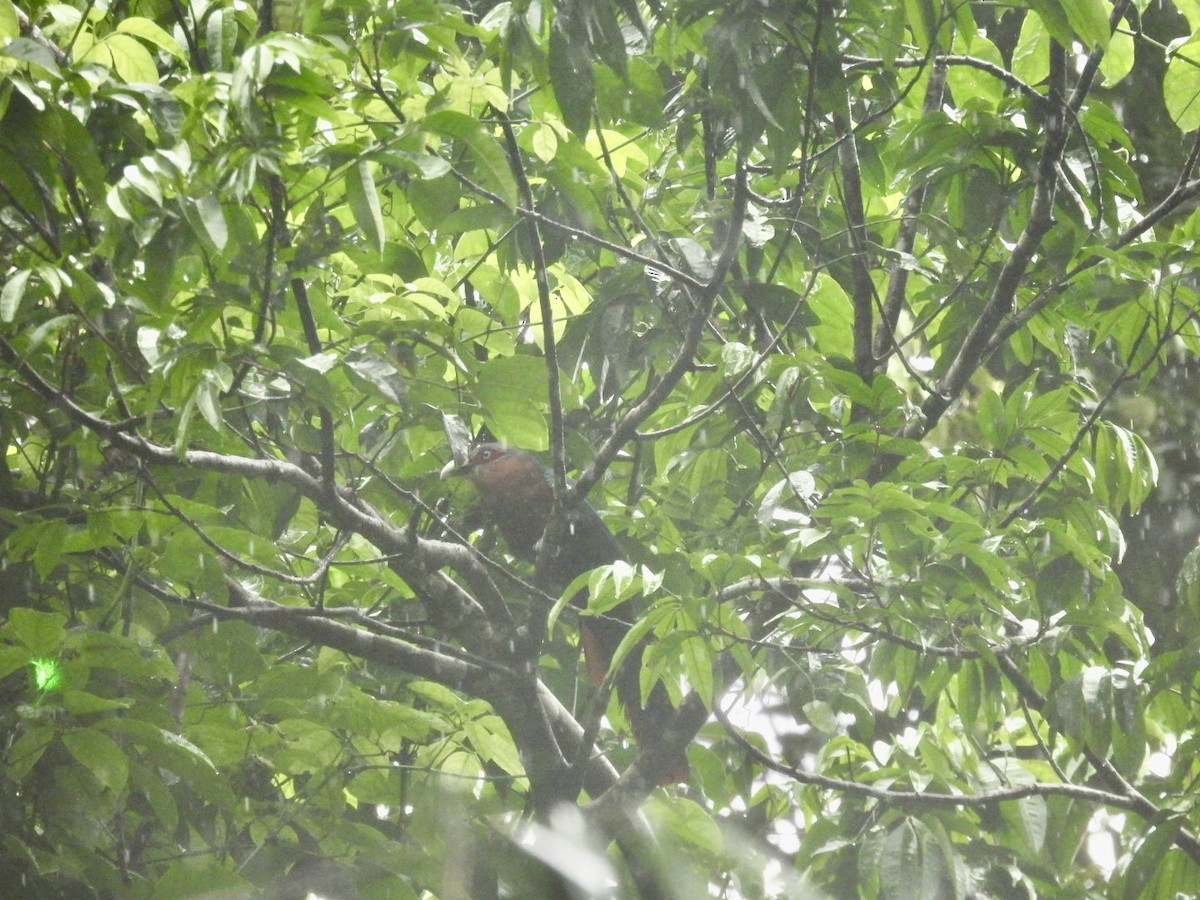 Chestnut-breasted Malkoha - ML621930694