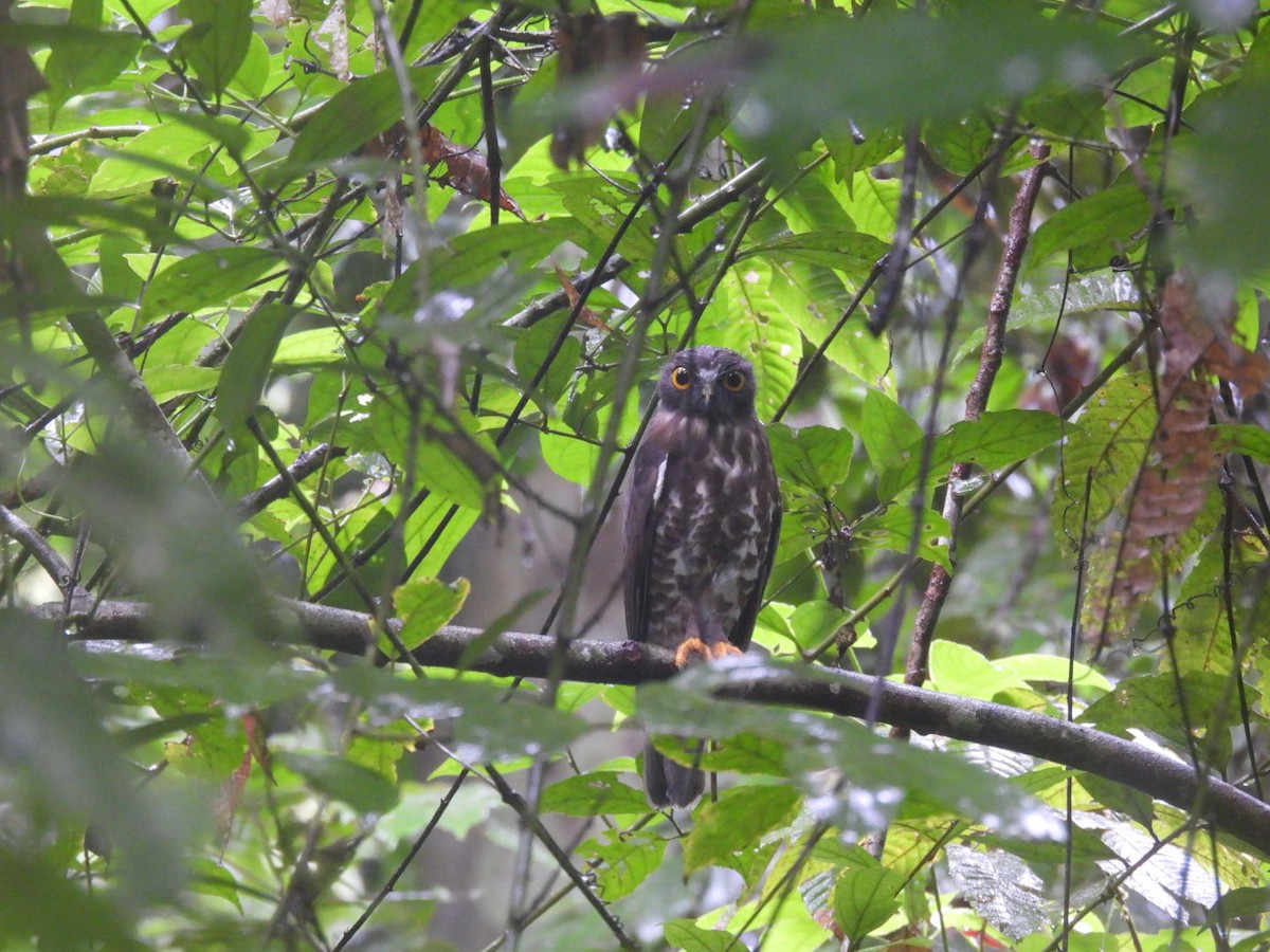 Brown Boobook - ML621930698