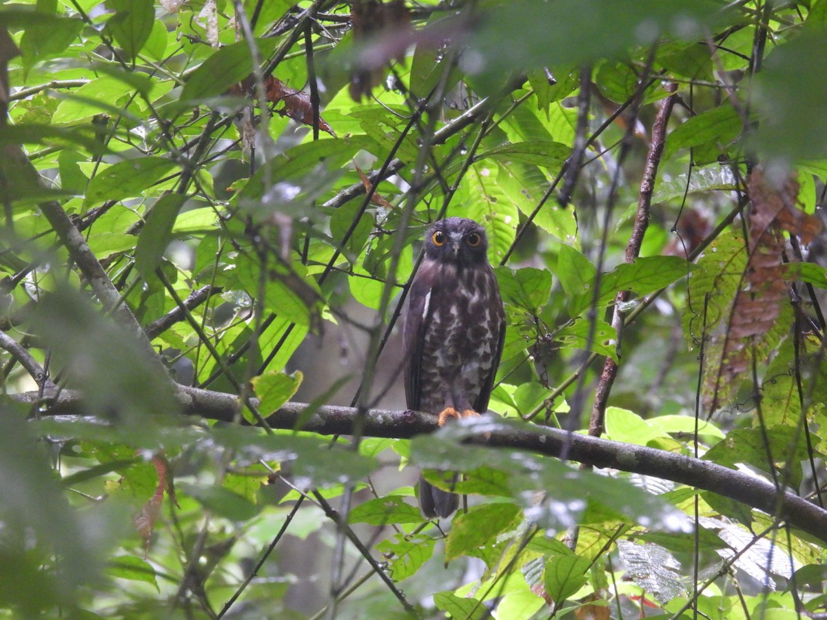 Brown Boobook - ML621930699