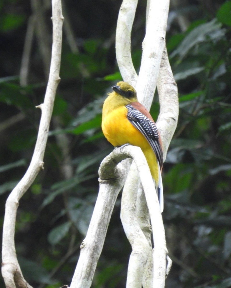 Orange-breasted Trogon - James Schofield