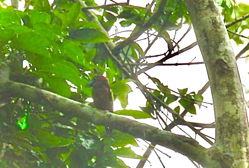 Banded Broadbill - ML621930721