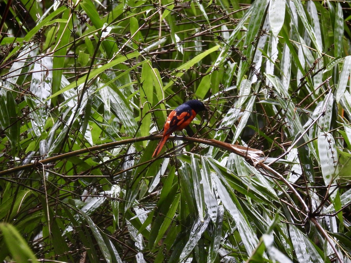 Scarlet Minivet - ML621930727