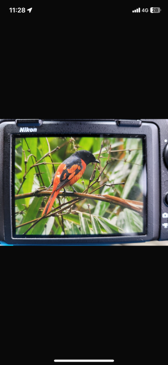 Scarlet Minivet - ML621930728