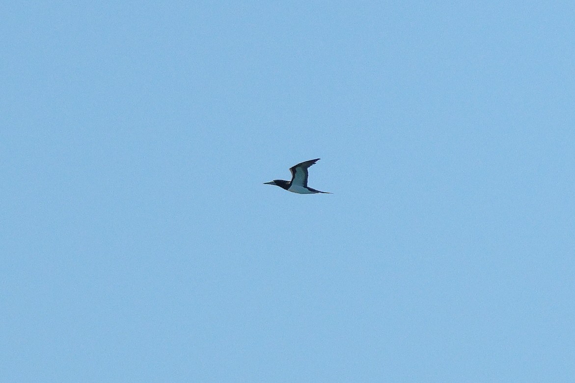 Brown Booby - ML621930747