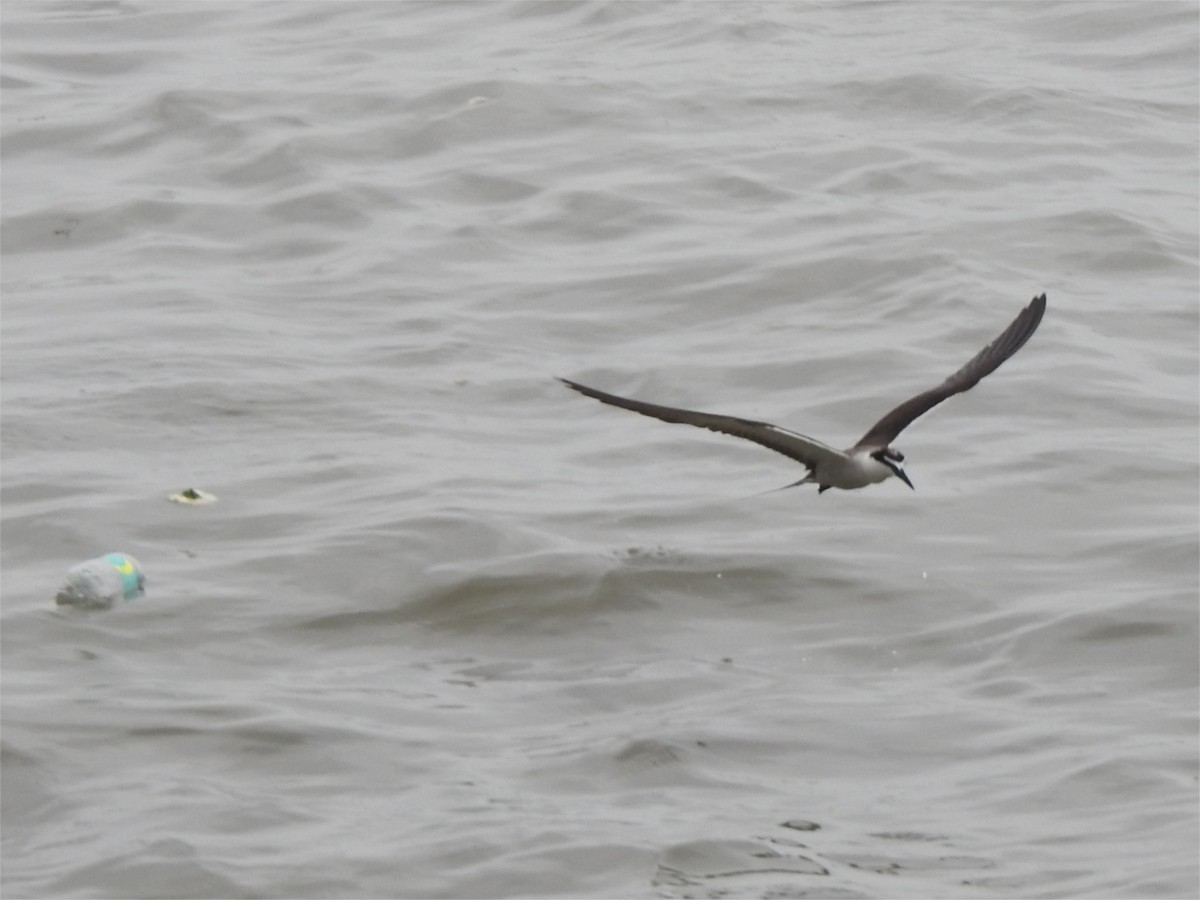 Bridled Tern - ML621930797