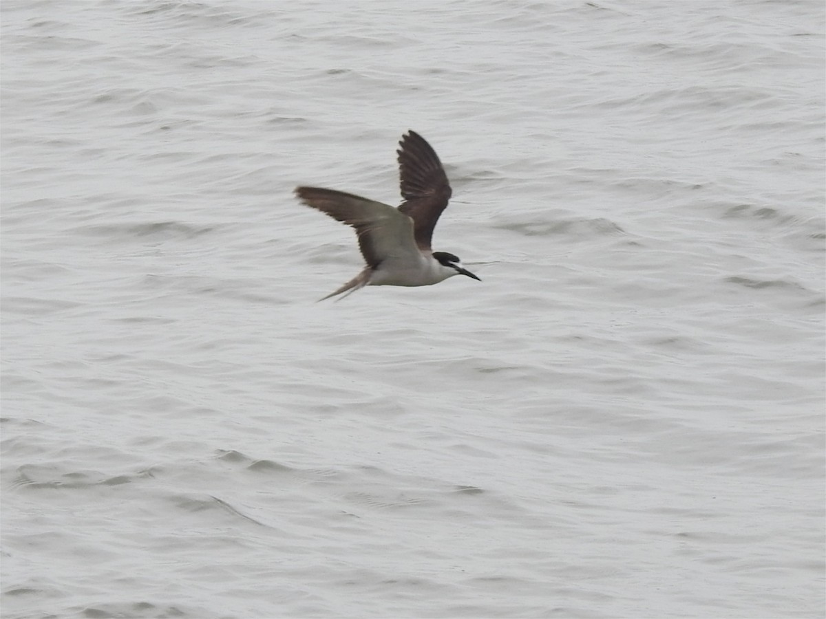 Bridled Tern - ML621930798