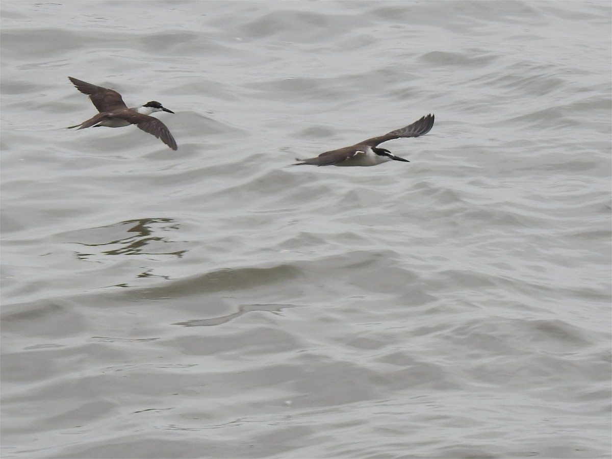 Bridled Tern - ML621930799