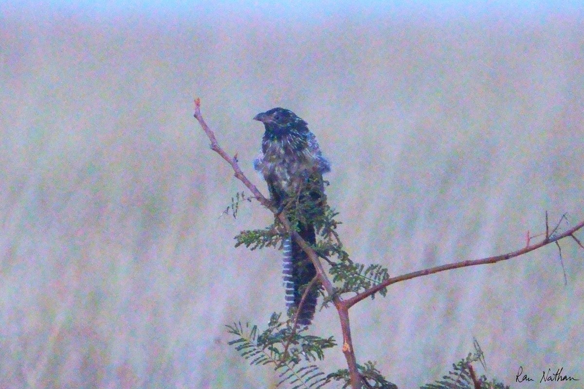 Black Coucal - Ran Nathan