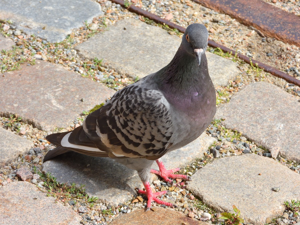 Pigeon biset (forme domestique) - ML621931022