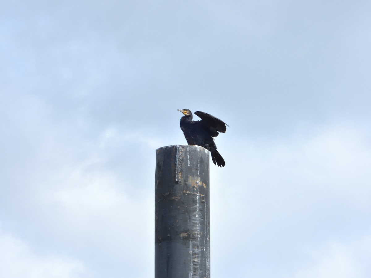 Grand Cormoran - ML621931034