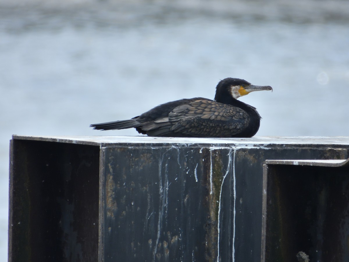 Grand Cormoran - ML621931035