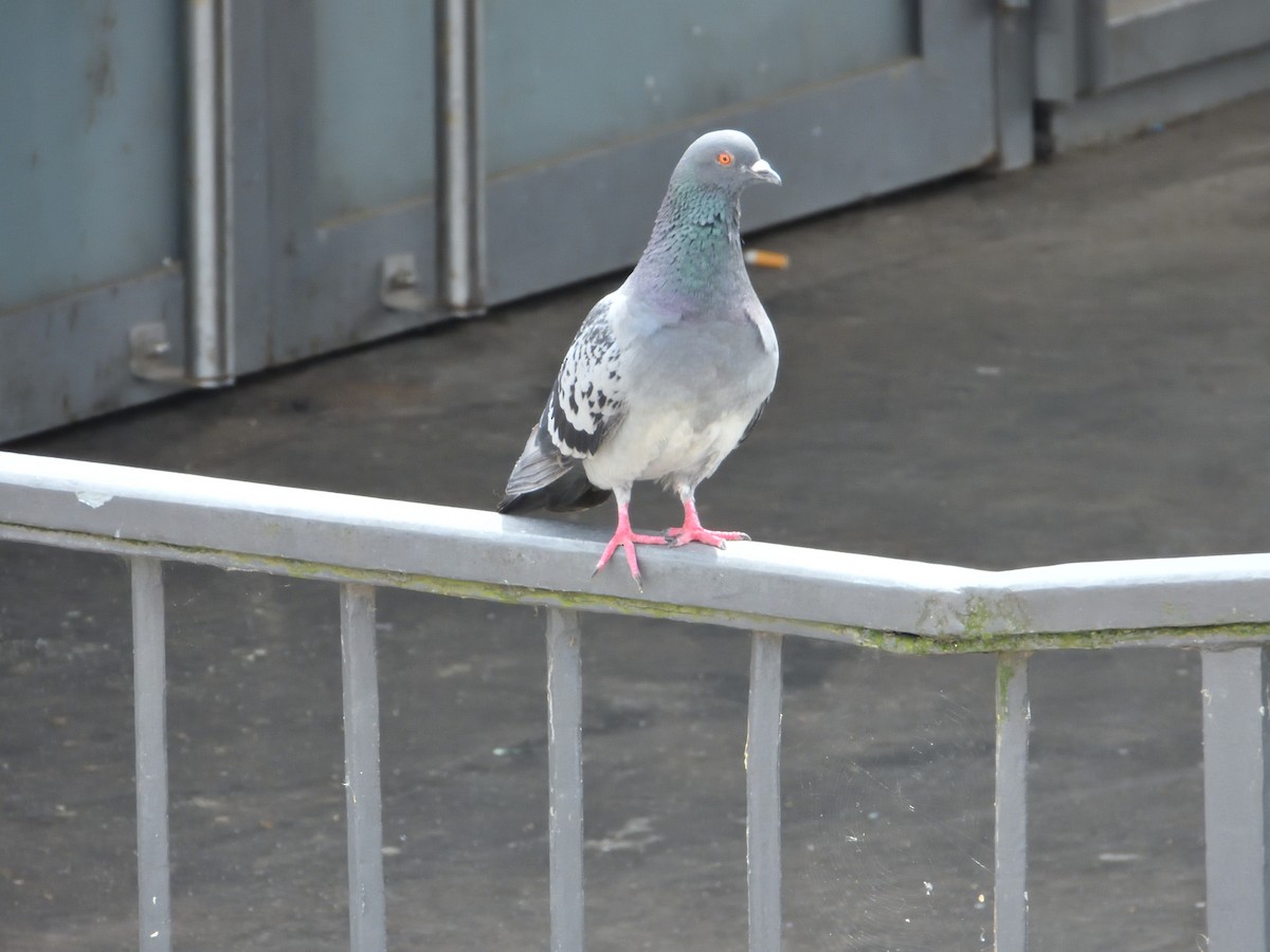 Pigeon biset (forme domestique) - ML621931053