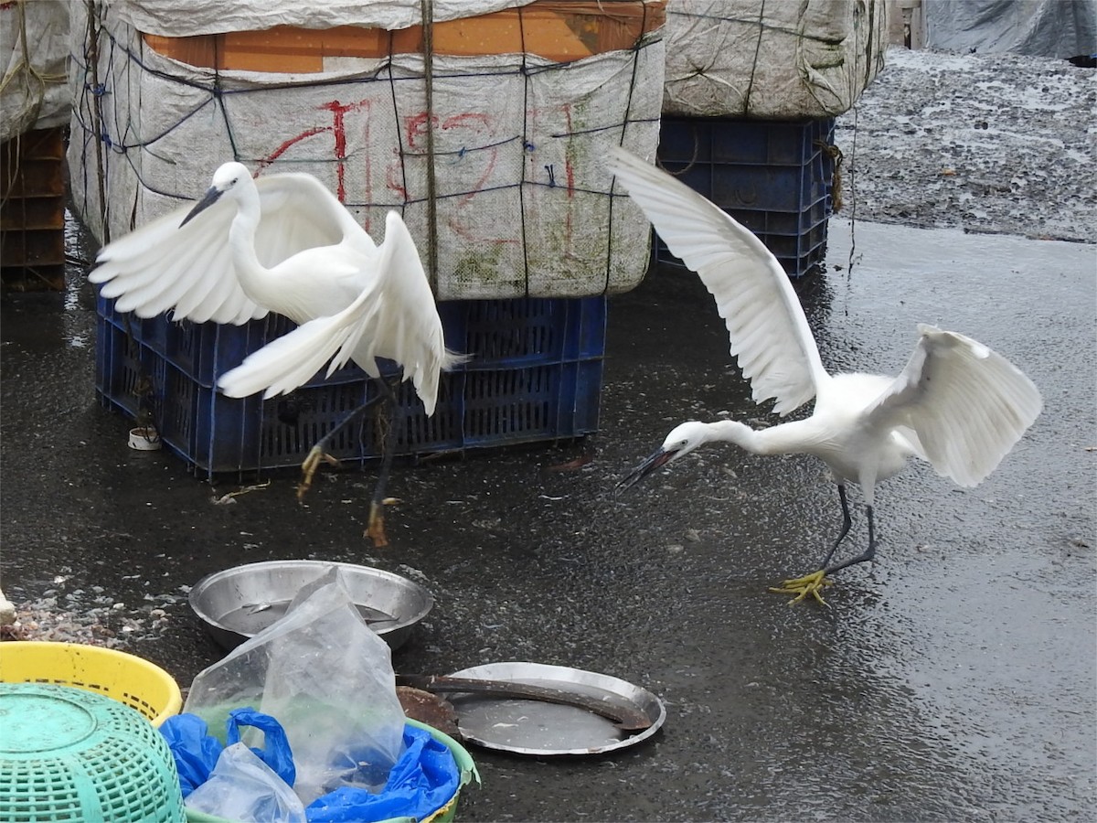 Little Egret - ML621931055