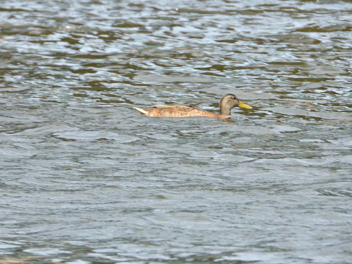 Canard colvert - ML621931063