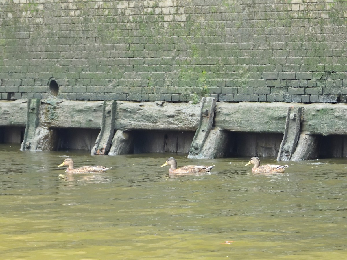 Canard colvert - ML621931064
