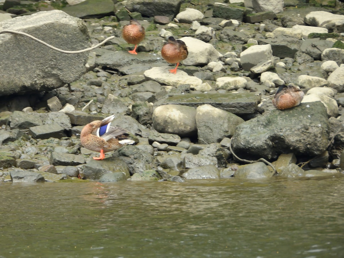 Canard colvert - ML621931065