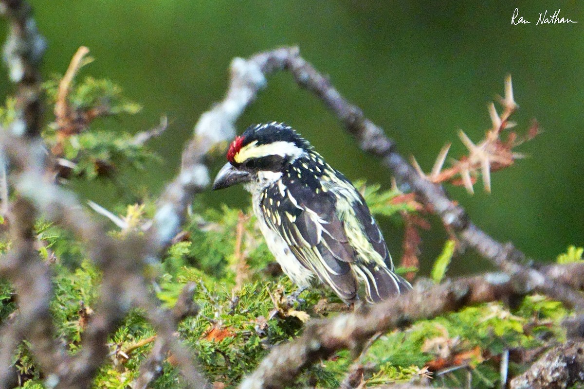 Red-fronted Barbet - Ran Nathan