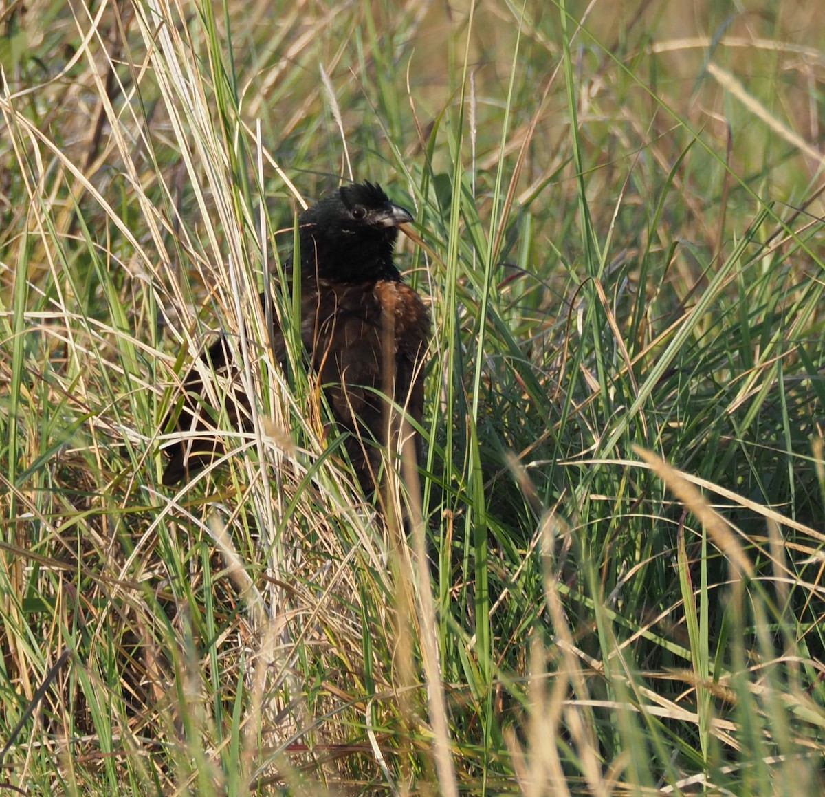 Black Coucal - ML621931166