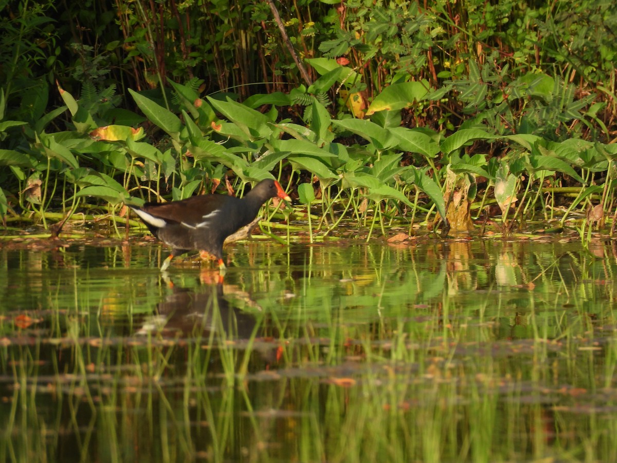 Eurasian Moorhen - ML621931216