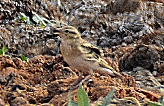 Mongolian Short-toed Lark - Harshavardhan Jamakhandi