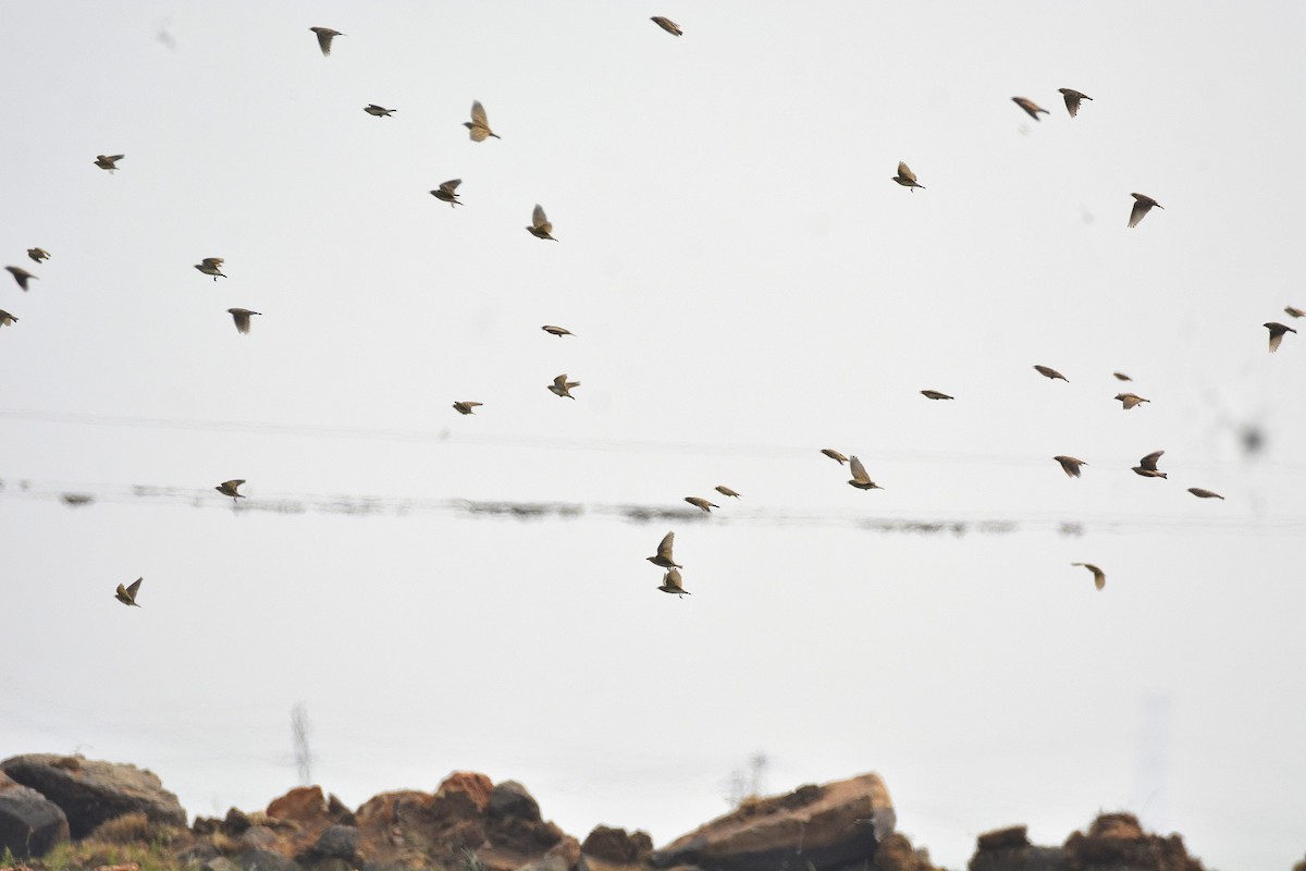 Mongolian Short-toed Lark - Harshavardhan Jamakhandi