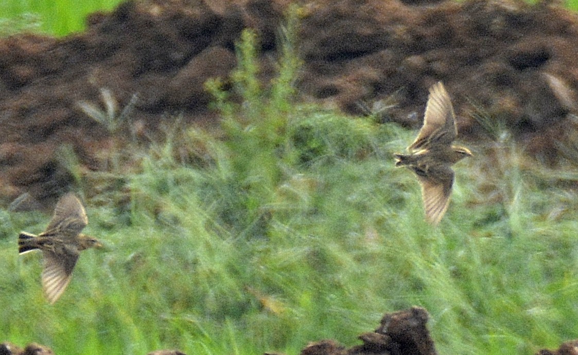 Mongolian Short-toed Lark - ML621931220