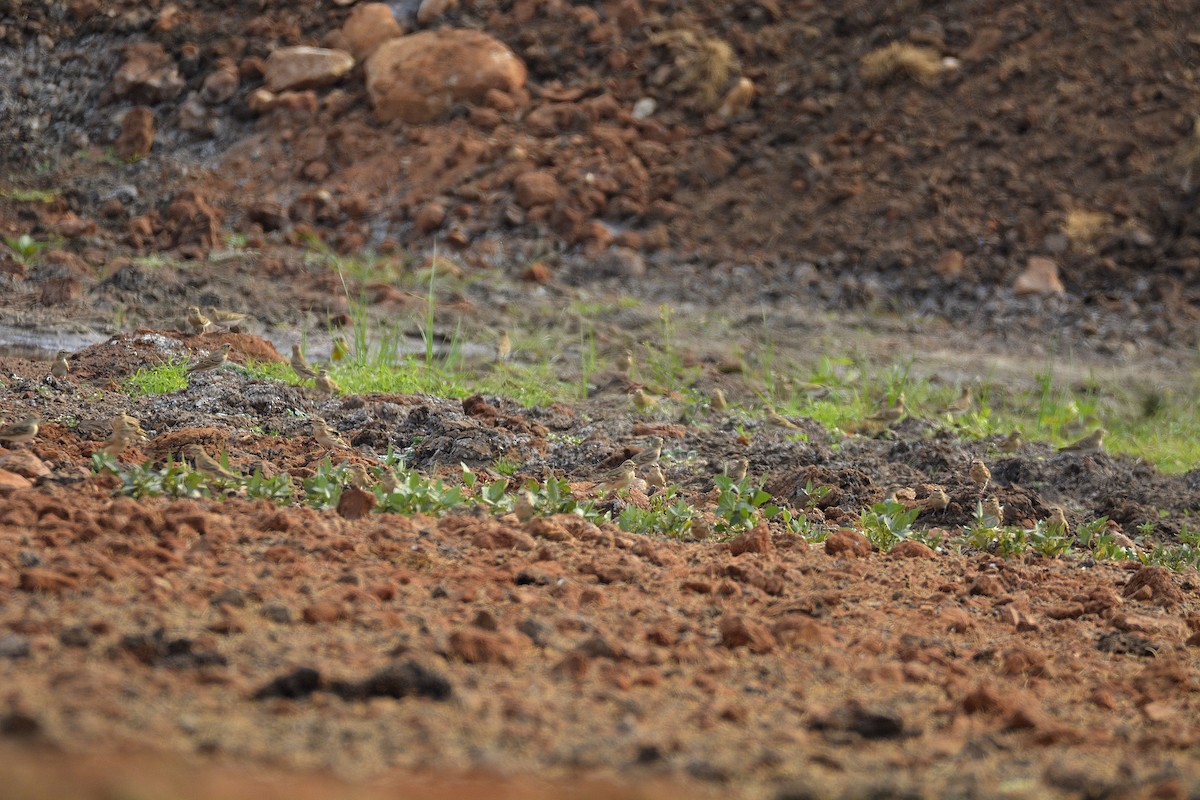Mongolian Short-toed Lark - ML621931221