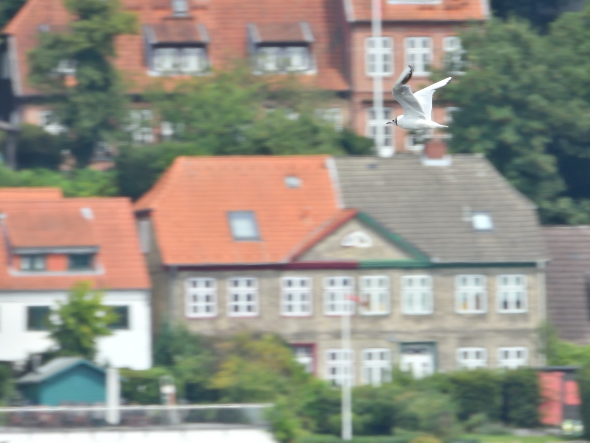 Mouette rieuse - ML621931278