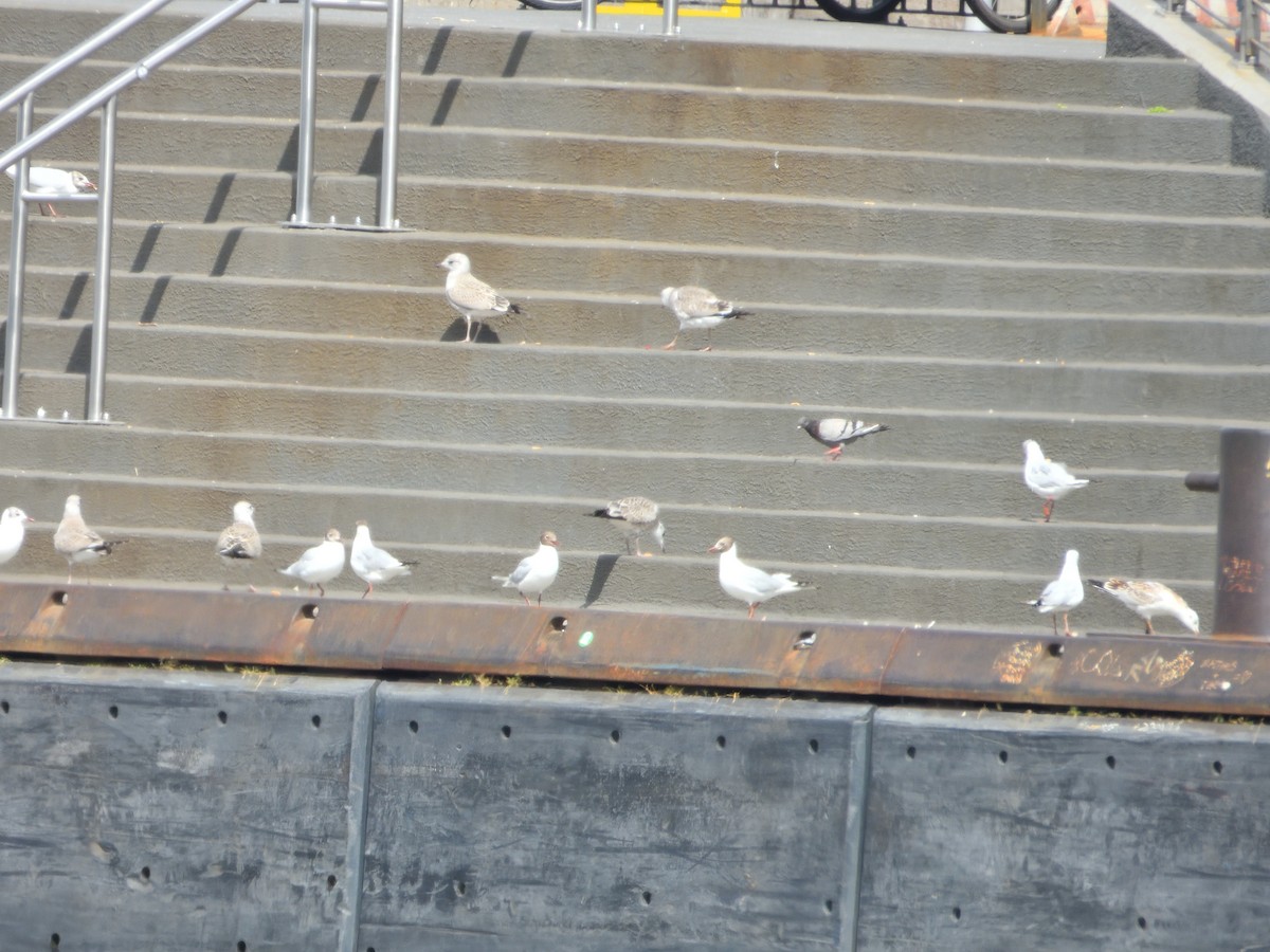 Mouette rieuse - ML621931279