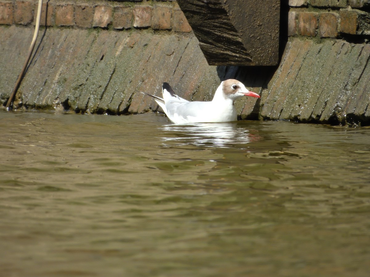 Mouette rieuse - ML621931280