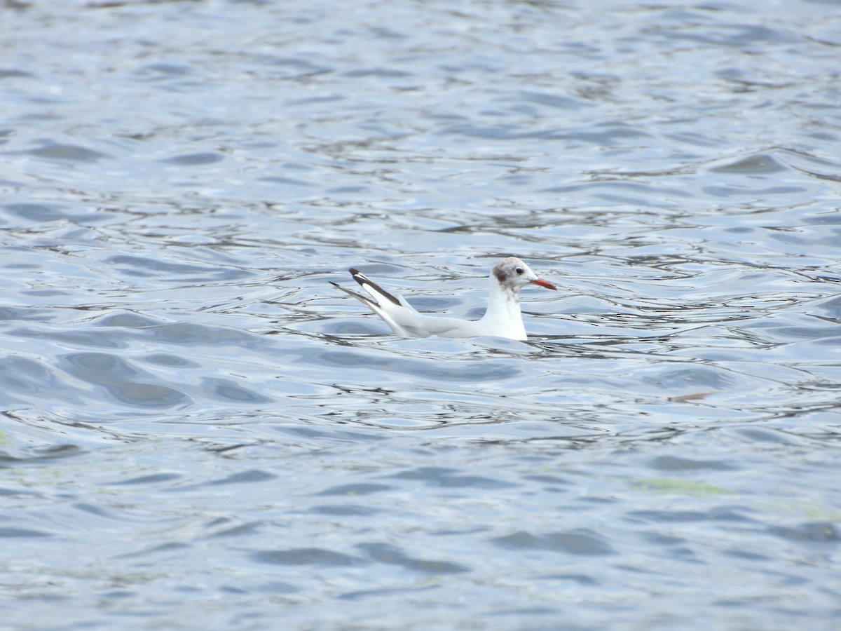 Mouette rieuse - ML621931289