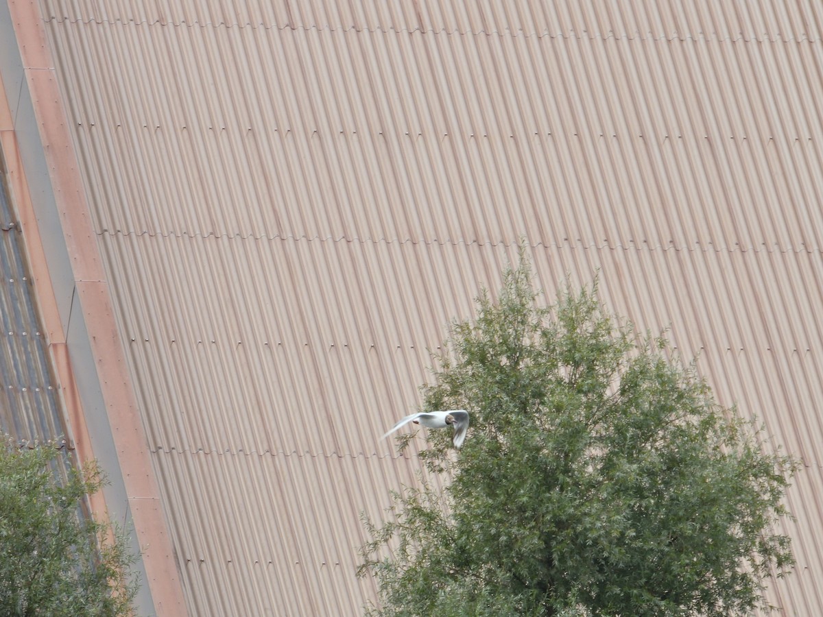 Mouette rieuse - ML621931290