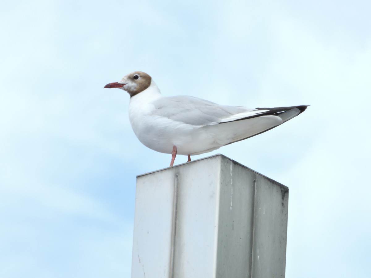 Mouette rieuse - ML621931292