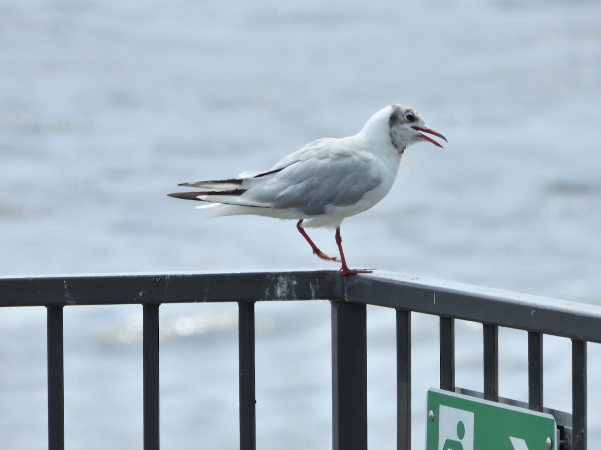 Mouette rieuse - ML621931293