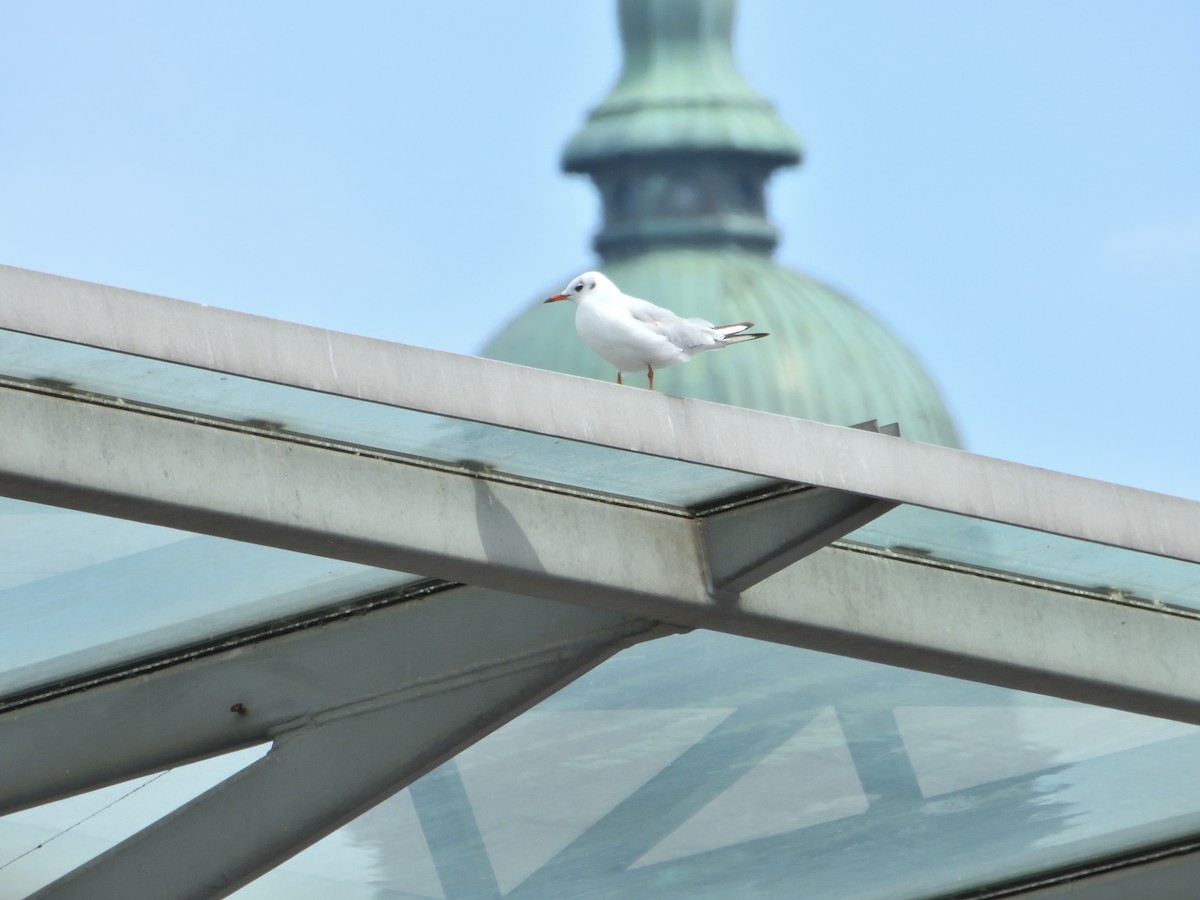 Mouette rieuse - ML621931294