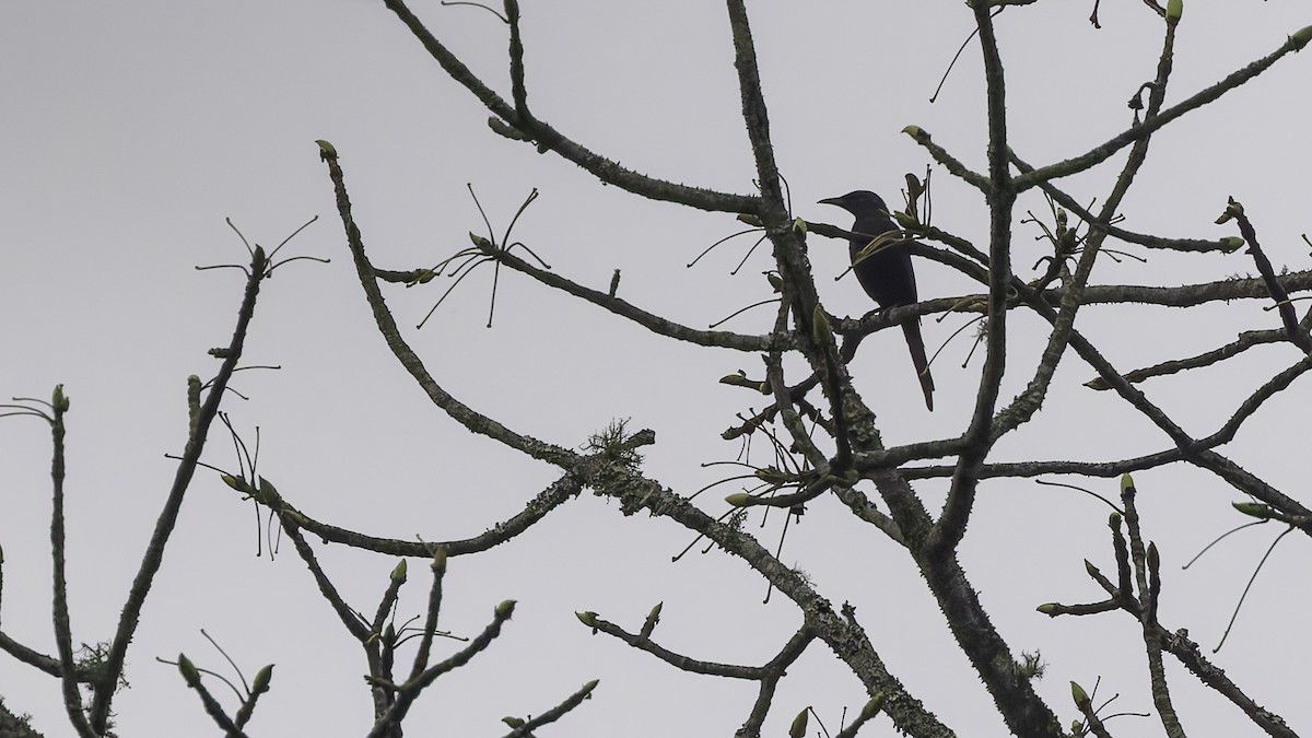 Chestnut-winged Starling (Hartlaub's) - ML621931336