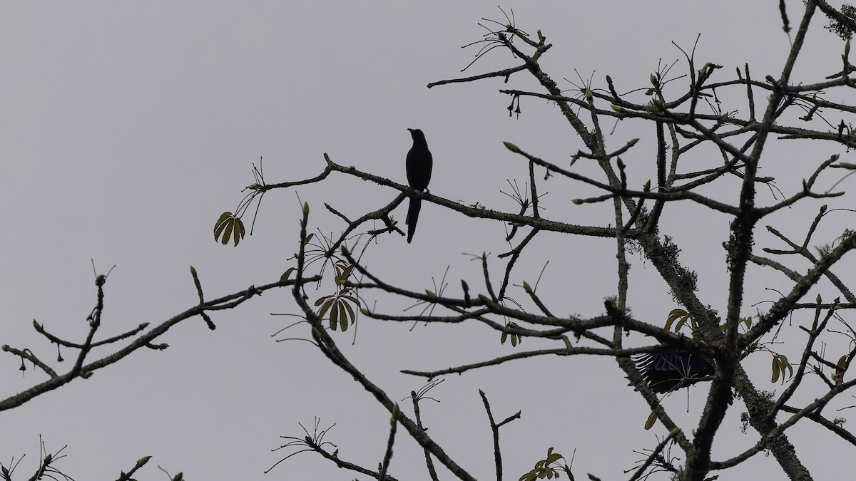 Chestnut-winged Starling (Hartlaub's) - ML621931338