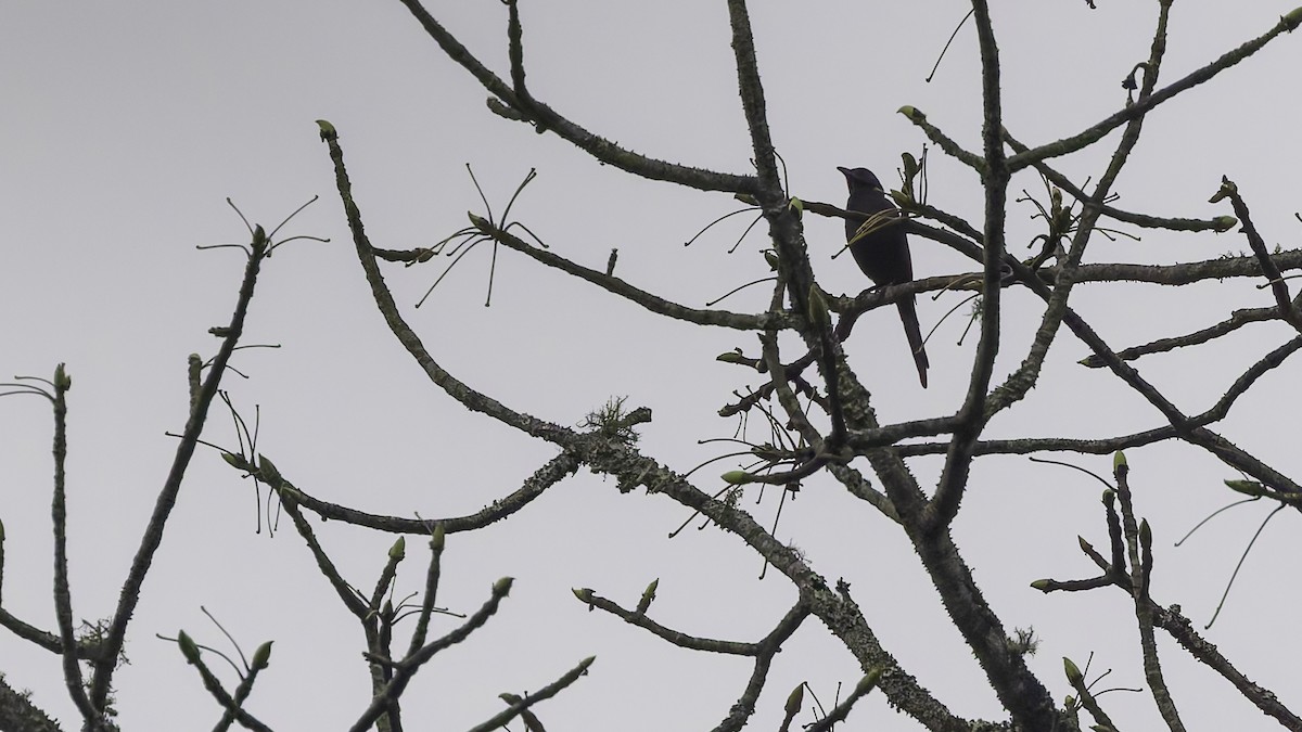 Chestnut-winged Starling (Hartlaub's) - ML621931355