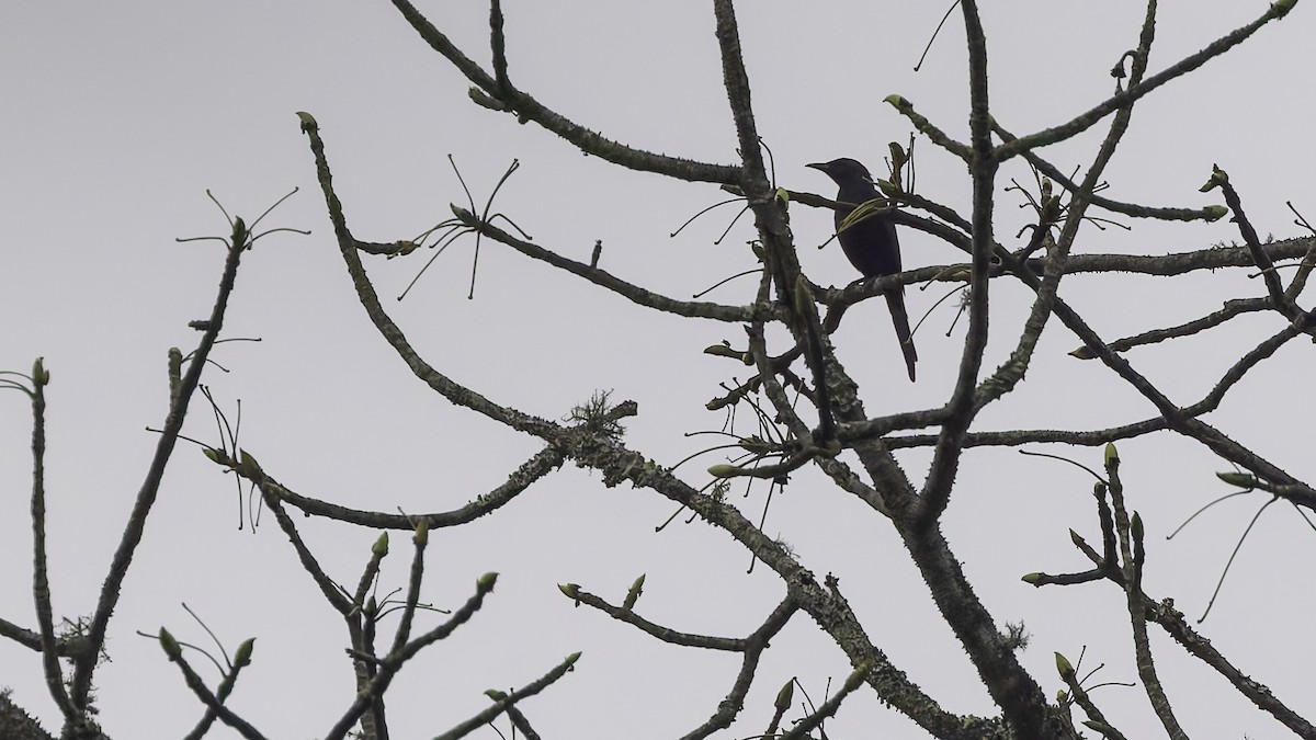 Chestnut-winged Starling (Hartlaub's) - ML621931356