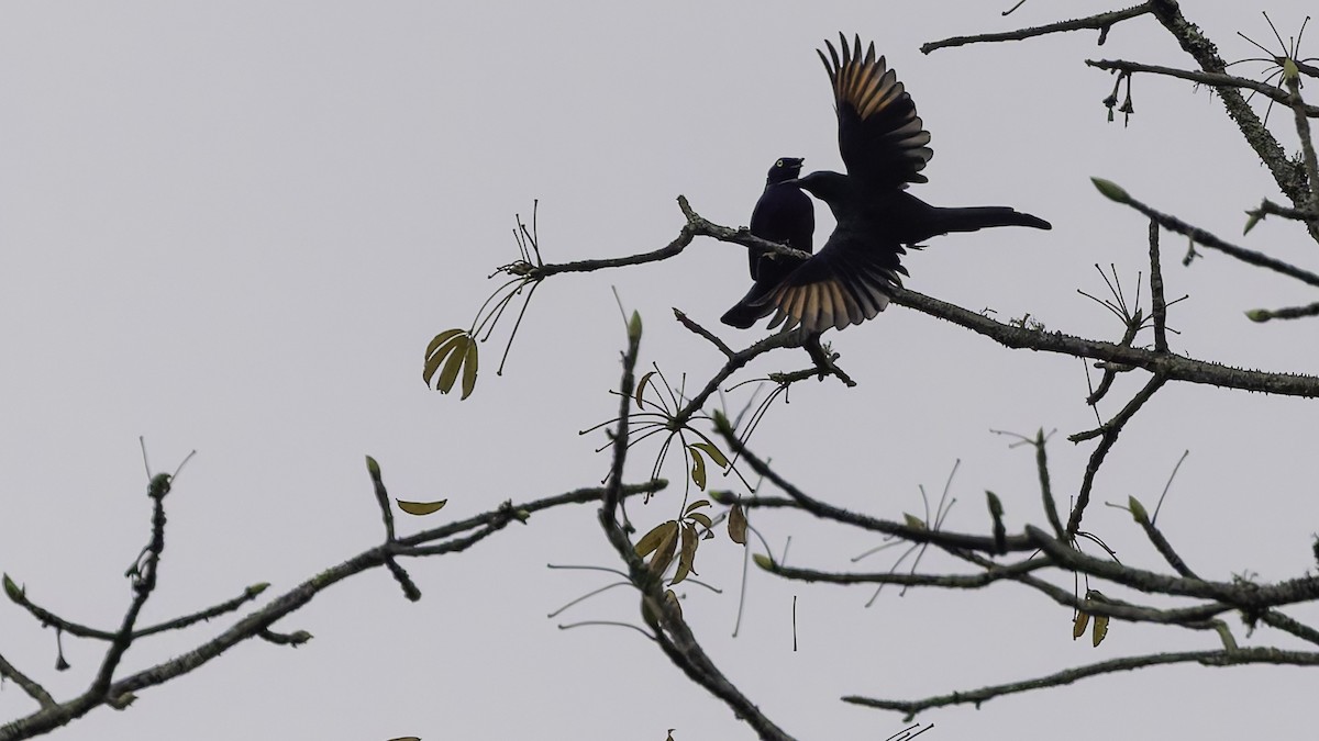 Rufipenne de forêt (hartlaubii/intermedius) - ML621931363