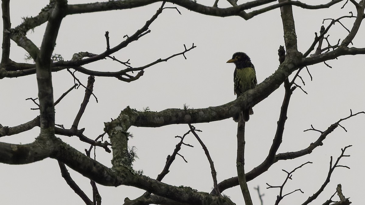 Yellow-billed Barbet (Eastern) - ML621931386