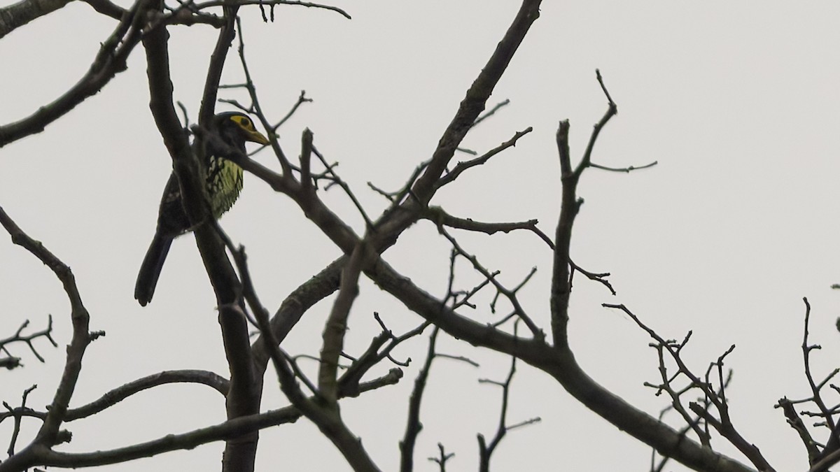 Yellow-billed Barbet (Eastern) - ML621931391