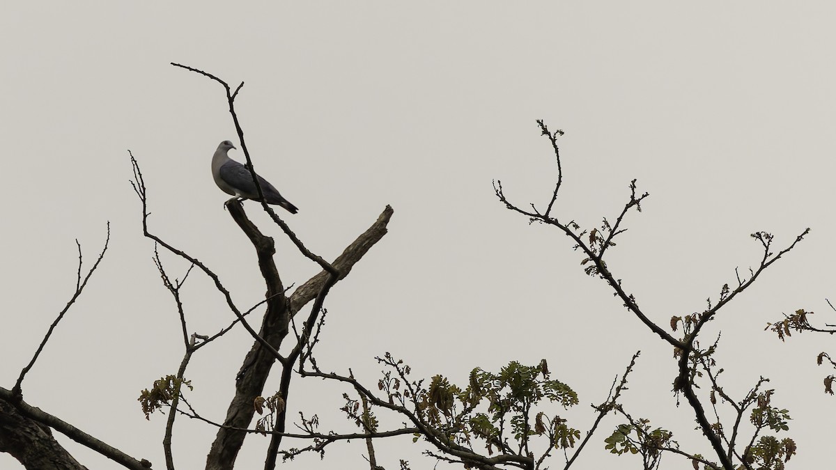 Afep Pigeon - ML621931402