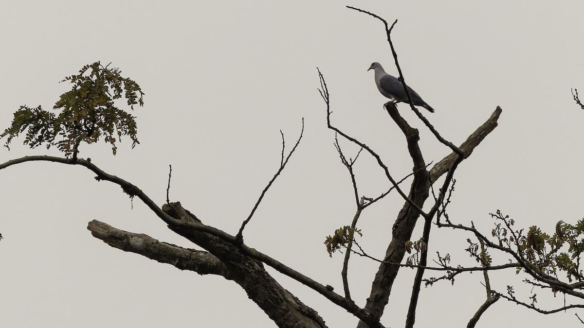 Afep Pigeon - ML621931419