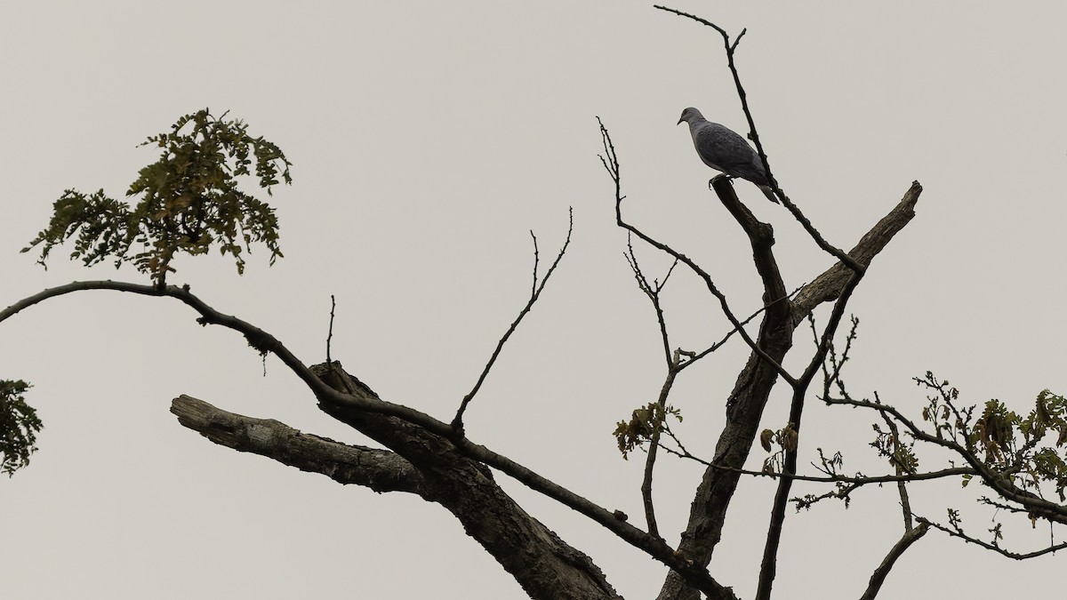 Afep Pigeon - ML621931428